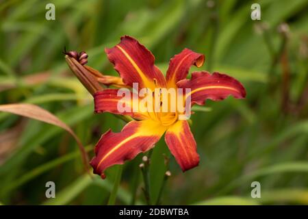 Eine blühende Lilie im Sommer in Deutschland Stockfoto