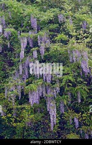 Wisteria (Wisteria villosa). Auch chinesische Glyzinie genannt. Ein weiterer wissenschaftlicher Name ist Wisteria chinensis Stockfoto