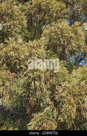 Japanische Zeder (Cryptomeria japonica). Auch Sugi Cedar und Sugi genannt Stockfoto