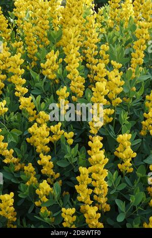 Gelber wilder Indigo (Baptizia sphaerocarpa 'Screaming Yellow') Stockfoto