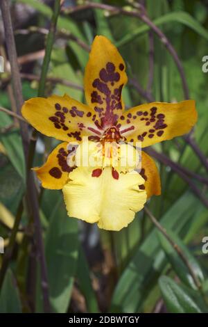 Tanzende Lady Orchidee (Oncidium Alliance Hybrid) Stockfoto