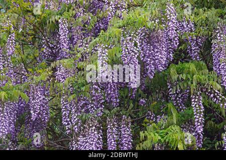 Wisteria (Wisteria villosa). Auch chinesische Glyzinie genannt. Ein weiterer wissenschaftlicher Name ist Wisteria chinensis Stockfoto