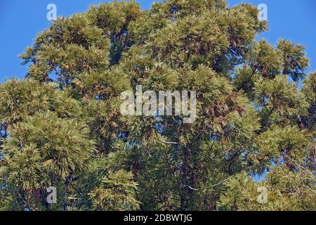 Japanische Zeder (Cryptomeria japonica). Auch Sugi Cedar und Sugi genannt Stockfoto