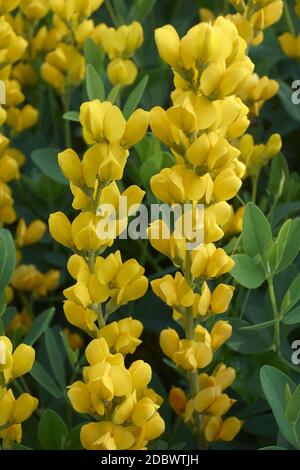 Gelber wilder Indigo (Baptizia sphaerocarpa 'Screaming Yellow') Stockfoto