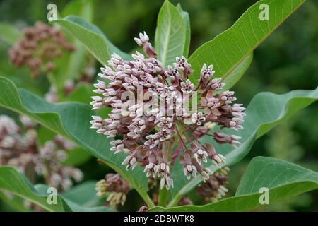 Gemeine Milchkrautpflanze (Asclepias syriaca). Auch Butterfly Flower, Silkweed, Silky Swallow-Würze und Virginia Silkweed genannt Stockfoto