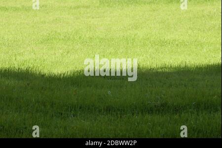 Grasig grüner Golfplatz in Sonne und Schatten. Stockfoto