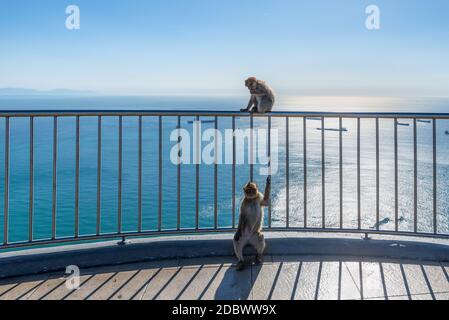 Entspannte Affen sitzen auf einem Geländer auf einem Gipfel des Gibraltar Rock, den berühmten wilden Makaken-Affen des Upper Rock Natural Reserve Stockfoto