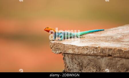 Kenianische Rock (Agama Agama lionotus) ruht auf Steinfliesen in Ngutuni Safari Lodge, Kenia Stockfoto