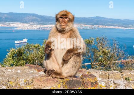 Das Barbary macaque Affen von Gibraltar. Die einzige wilde Affen Bevölkerung auf dem europäischen Kontinent. Derzeit gibt es über 300 Personen in 5 Truppen Stockfoto