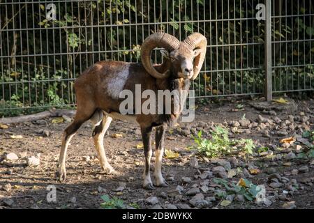 Ein Porträt eines Mufflons in einem Gehege. Stockfoto