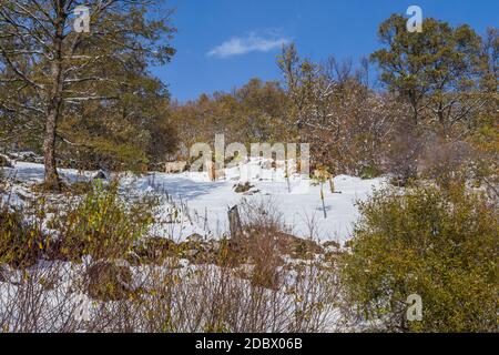 Kühe am Berg mit Schnee im Sanabria, in der Nähe der See, Castilla y Leon, Spanien Stockfoto