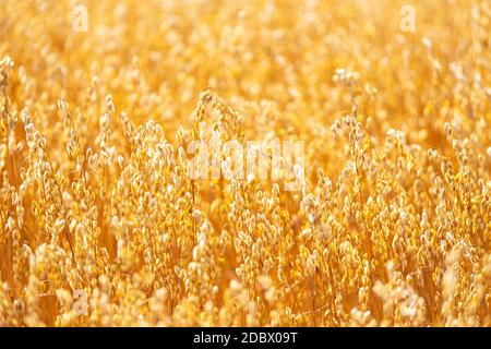 Goldener Hafer stroht am warmen Sommertag im ländlichen Feld. Getreidespike bereit für die Ernte, landwirtschaftlichen Hintergrund. Gelbe Weizen Spikelets Lebensmittel gesund, Bel Stockfoto