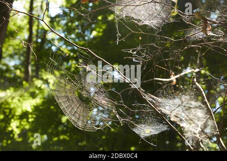 Spinnweben Stockfoto