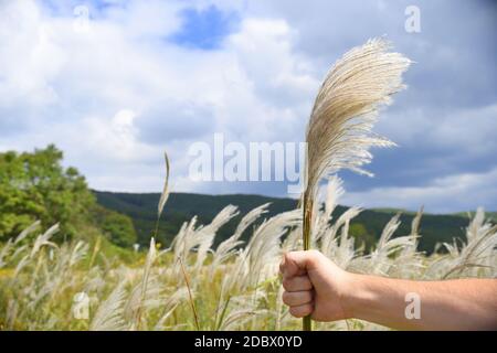 Hand hält Bouquet von Miscanthus sinensis (chinesisches Silbergras) vor dem Hintergrund des Feldes von Miscanthus sinensis. Speicherplatz kopieren Stockfoto