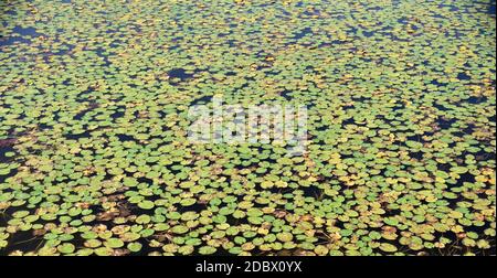 Viele Seerosenblätter im Sumpf. Herbst, Russland Ferner Osten Stockfoto