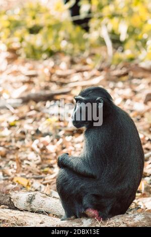 Endemischer Affe Celebes Crested Macaque bekannt als schwarzer Affe (Macaca nigra) im Regenwald, Tangkoko Nature Reserve in Nord-Sulawesi, Indonesien Wildli Stockfoto