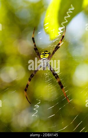 Argiope aemula ist eine Art von Spinne in der Familie Araneidae, Tangkoko Nationalpark, Nord Sulawesi, Indonesien Tierwelt Stockfoto