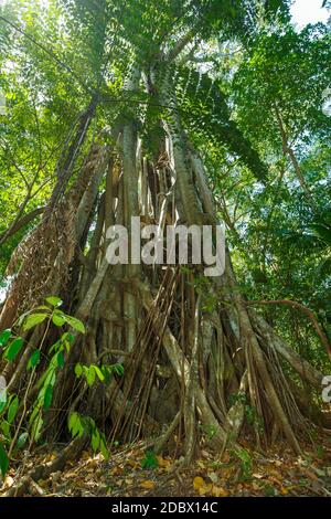 Grundriss der Baumkronen im Regen Forrest. Tangkoko Naturreservat in Nord-Sulawesi, Indonesien Wildnis Stockfoto