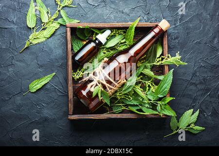 Brennnesselextrakt in der Flasche und frische Brennnesselblätter.Brennnesseln oder urtica medizinisches Kraut Stockfoto