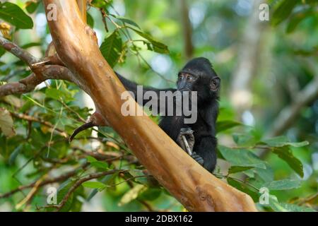 Niedliches Baby des endemischen Affen Celebes Haubenmakaken bekannt als schwarzer Affe (Macaca nigra) im Regenwald, Tangkoko Nature Reserve in Nord-Sulawesi, Ind Stockfoto