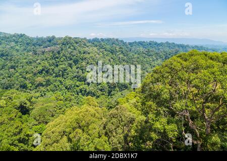 Anzeigen von Ulu Temburong Nationalpark oder fathul Park, in Temburong District im Osten Brunei von Canopy Walkway Stockfoto