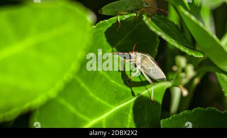 Bettwanzen auf den Blättern (Halyomorpha halys) im Frühling, Aufnahme in Makrolinse Stockfoto