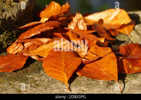 Bunte Blätter an sonnigen Herbsttag Stockfoto