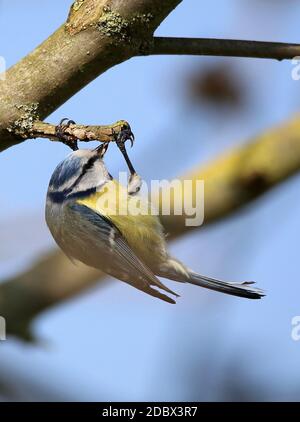 Blauer Cyanistes caeruleus dreht sich durch die Äste Stockfoto