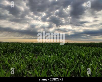 Maisanbau in Italien unter stürmischem Himmel im Frühjahr Stockfoto