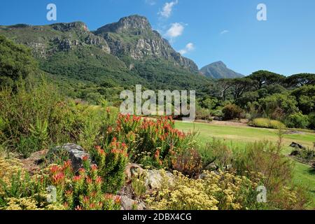 Blick auf den botanischen Garten Kirstenbosch vor der Kulisse des Tafelbergs, Kapstadt, Südafrika Stockfoto