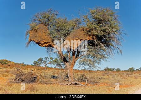 Afrikanischer Dornenbaum mit großem kommunalem Nest von geselligen Weber (Philetairus socius), Kalahari-Wüste, Südafrika Stockfoto