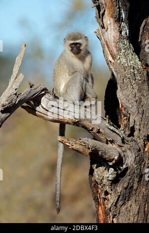 Ein vervet Affe (Cercopithecus aethiops) sitzt in einem Baum, Südafrika Stockfoto