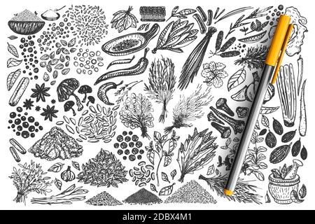 Gewürze Doodle Set. Sammlung von handgezeichneten verschiedenen Gewürzen Kräuter Koriander Nelke Ingwer Pfeffer isoliert auf weißem Hintergrund. Aromatische Pflanzen zum Kochen Illustration für Kartengestaltung. Stock Vektor