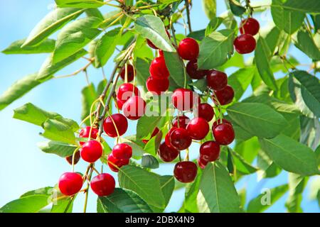 Reife Kirsche hängt am Ast. Rote Kirschen hängen an Baum in sonnigen Strahlen. Sonnenlichter beleuchten Cluster von Kirschen Beeren Stockfoto