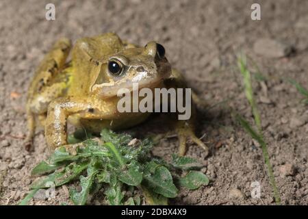 Europäisches Gras oder gewöhnlicher Frosch setzt den Fuß auf ein grünes Gras und blickt mit einem Fanglicht im Auge nach vorne. Einfacher schlammiger Hintergrund und Kopierbereich Stockfoto