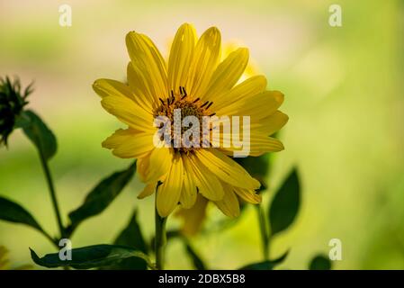 Sonnenauge im Garten Stockfoto