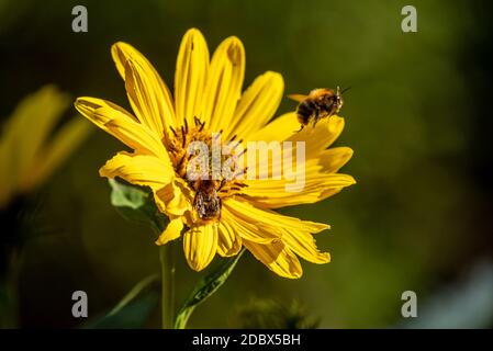 Sonnenauge im Garten Stockfoto