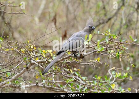 Grauer Go-Away-Vogel im Krüger National Park in Südafrika Stockfoto