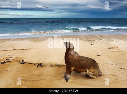 Wilde Seelöwen am Strand, New Zealand Stockfoto