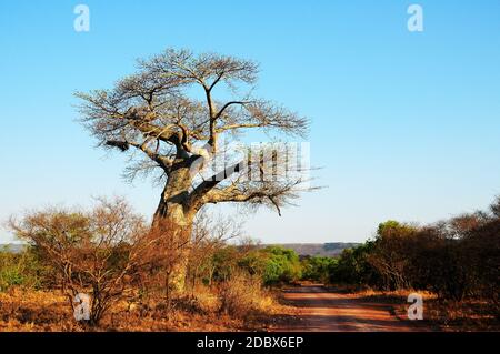 Baobab im Krüger National Park in Südafrika Stockfoto