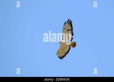 Schlangenadler mit schwarzem Chested auf dem Flug im Krüger National Park, Südafrika Stockfoto