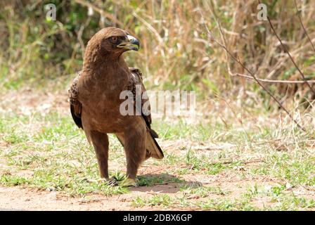 Wahlbergs Adler im Krüger National Park, Südafrika Stockfoto