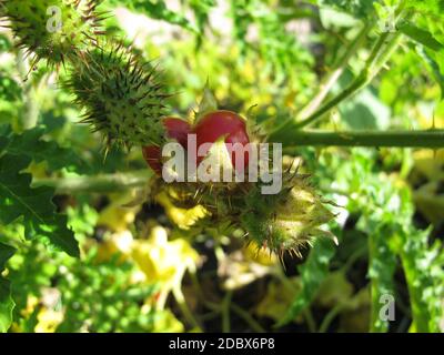 Litchi-Tomate mit roten Früchten, Solanum sisymbriifolium Stockfoto