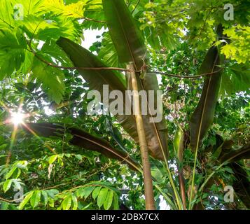 Sonnig beleuchtete sattgrüne Vegetation Landschaft Stockfoto