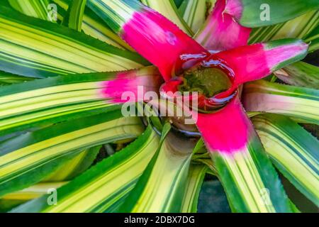 Vollbildaufnahme mit einem bunten Bromeliad aus der Sicht von Abov Stockfoto