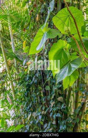 Üppige grüne Dschungel Vegetation Landschaft Stockfoto