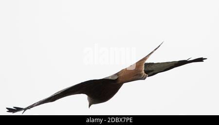 Red Kite im Flug Fokus auf dem Schwanz Stockfoto