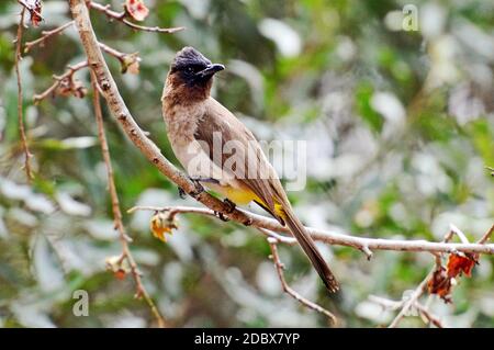 Gelb belüfteter Bulbul im Krüger National Park, Südafrika Stockfoto