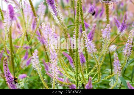 Nahaufnahme der veronica longifolia Wiese Heilpflanze. Natur, Umwelt Konzept. Horizontale Ausrichtung, selektiver und weicher Fokus. Stockfoto