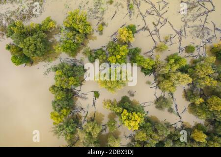 Aufsteigendes Wasser mit abgestorbenen Bäumen während der Überschwemmung im Wald auf der Aue. Stockfoto